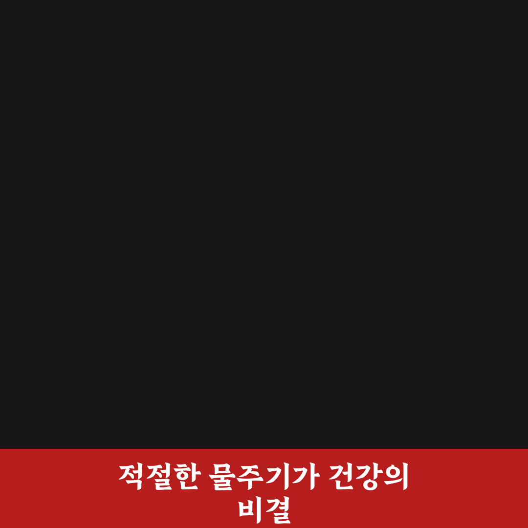 돈나무 물주는 시기별 기준과 5가지 체크포인트 분석