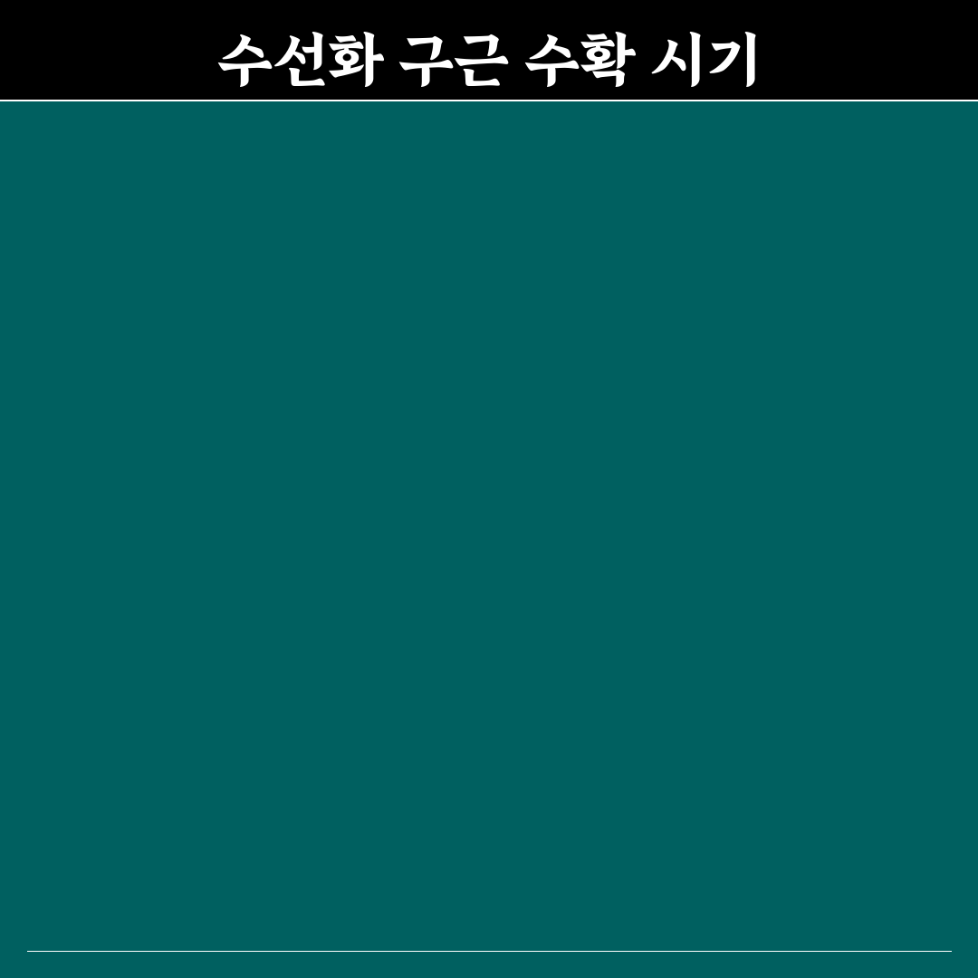 수선화 구근 캐기 시기와 방법 비교 분석 가이드
