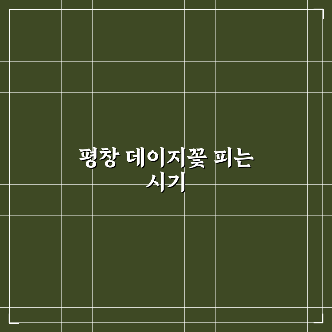 평창 데이지꽃 개화시기 비교와 3가지 주요 체크포인트 분석