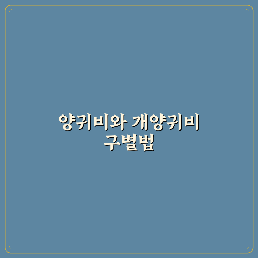 양귀비 개양귀비 차이 쉽게 알려드려요 정리