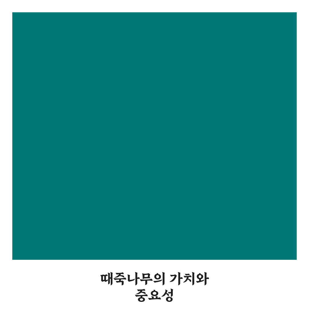 때죽나무 묘목 선택과 관리 꿀팁 알려드려요