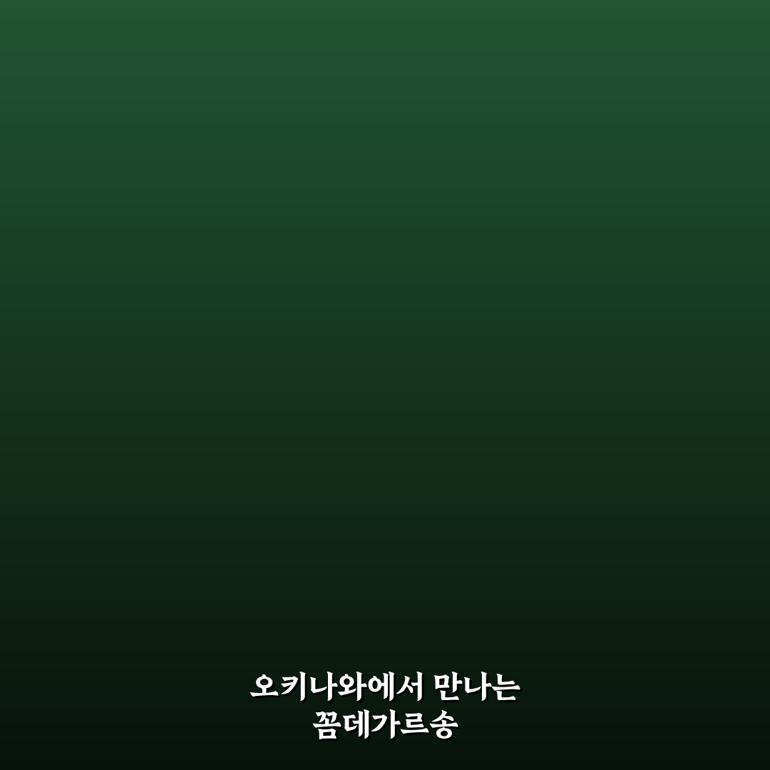 오키나와 꼼데가르송 방문 꿀팁과 쇼핑 정보 공유