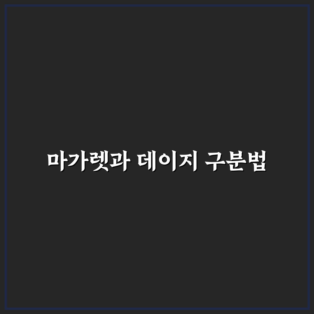 마가렛 꽃과 데이지 비교 5가지 기준 총정리