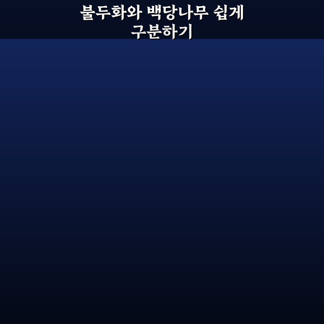 불두화 백당나무 차이점 5가지 기준 비교와 분석