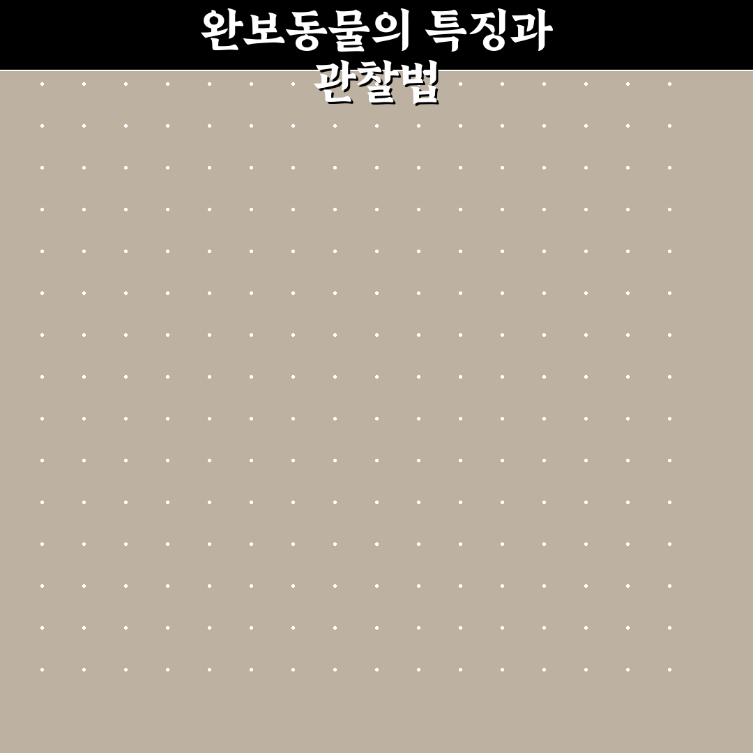 완보동물 비교와 분석을 통한 5가지 선택 기준 총정리