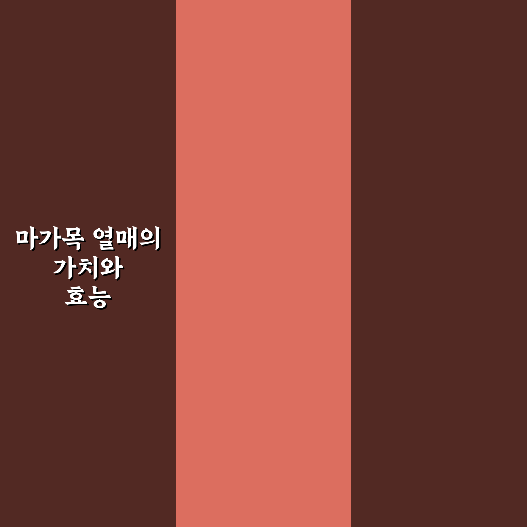마가목 열매 효능과 가격 비교 및 선택 기준 총정리
