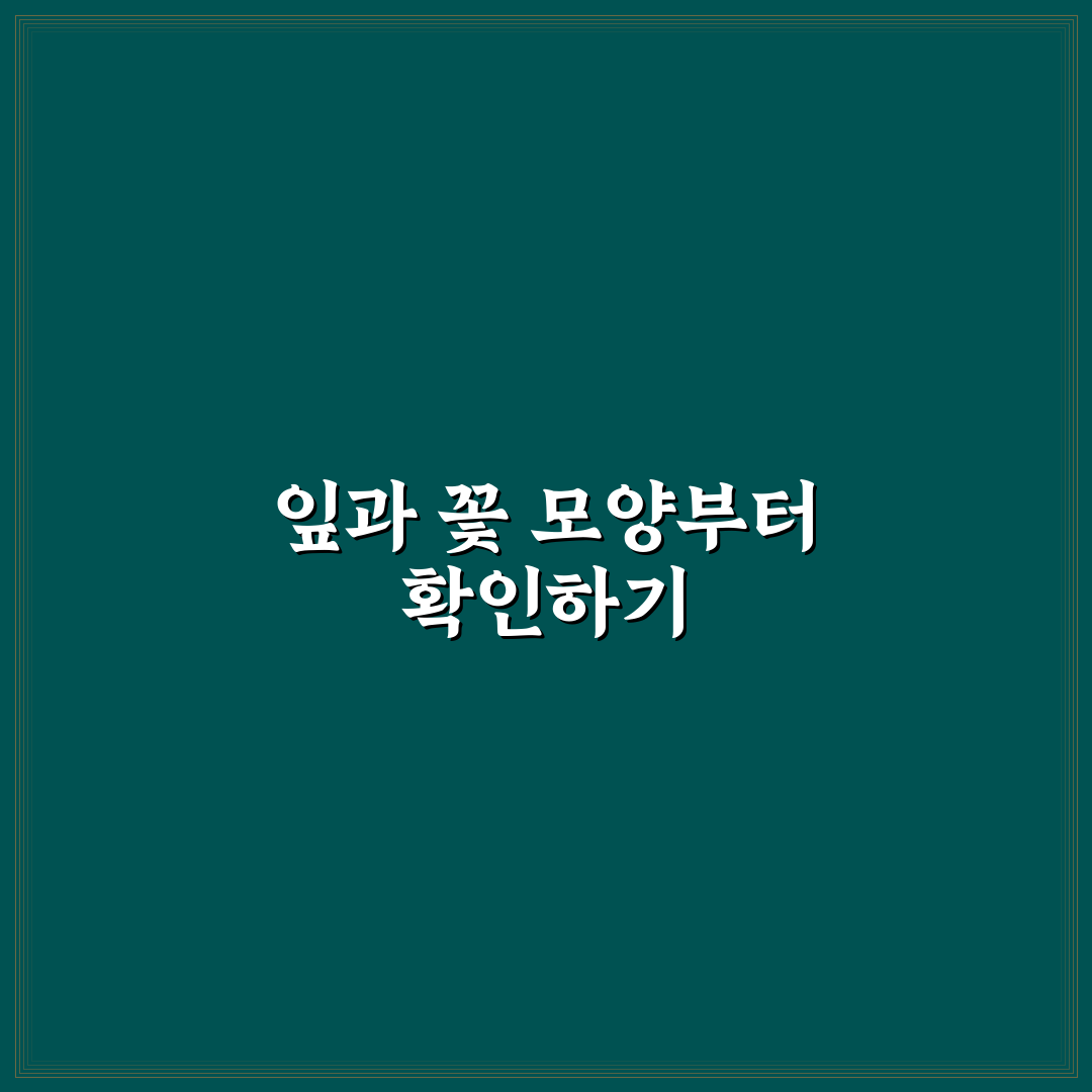 이팝과 조팝나무 차이 비교 5가지 핵심 체크포인트